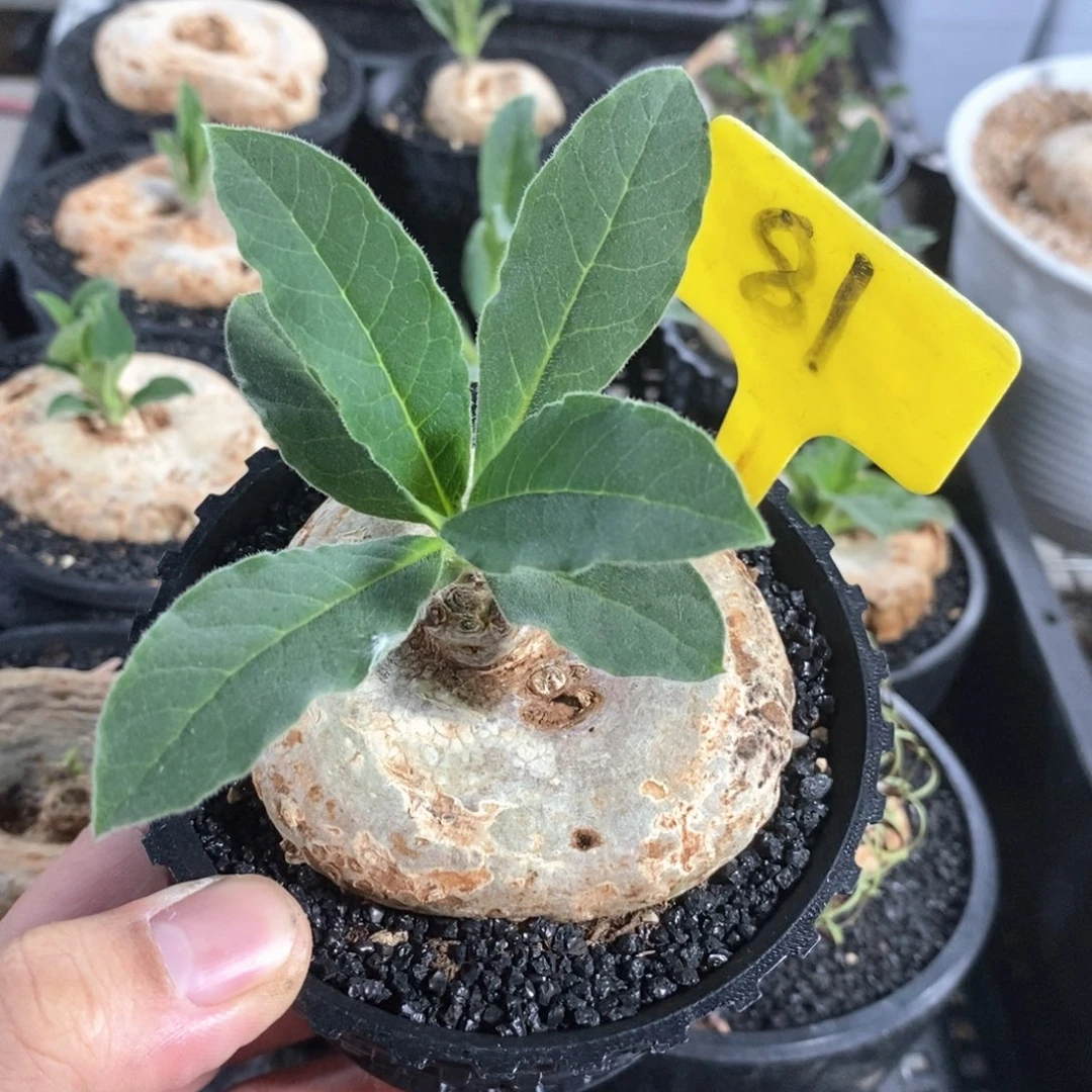 龙卵窟多肉植物一个