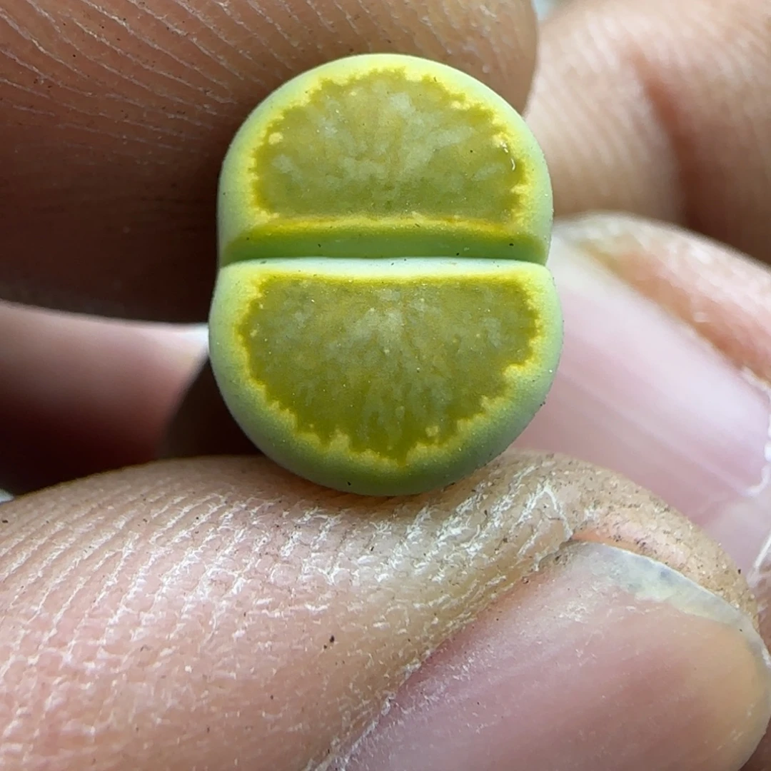 797 生石花大棚直播