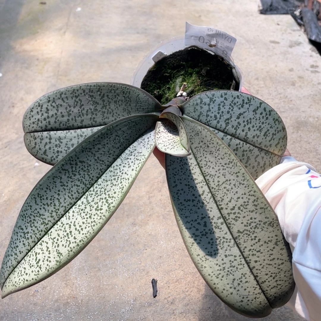 当前无花栽培后可以开花DJ民都洛产区西雷利兄弟交