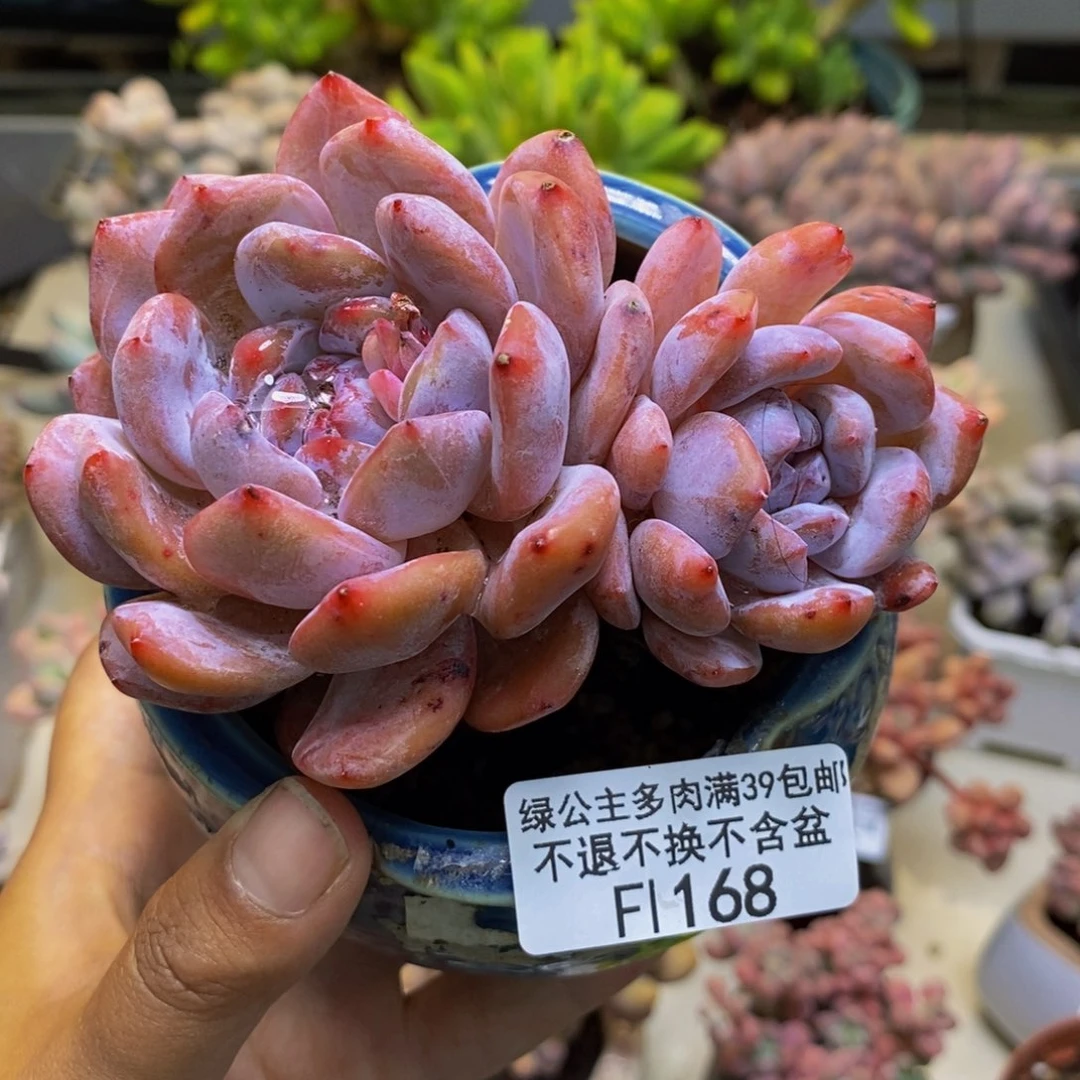 168橙梦露多肉8cm