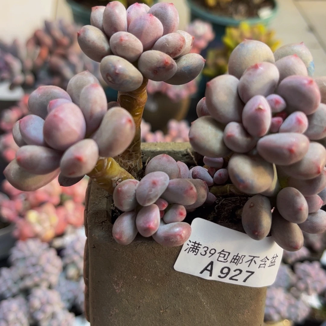 927仙子奶酪8cm多肉植物