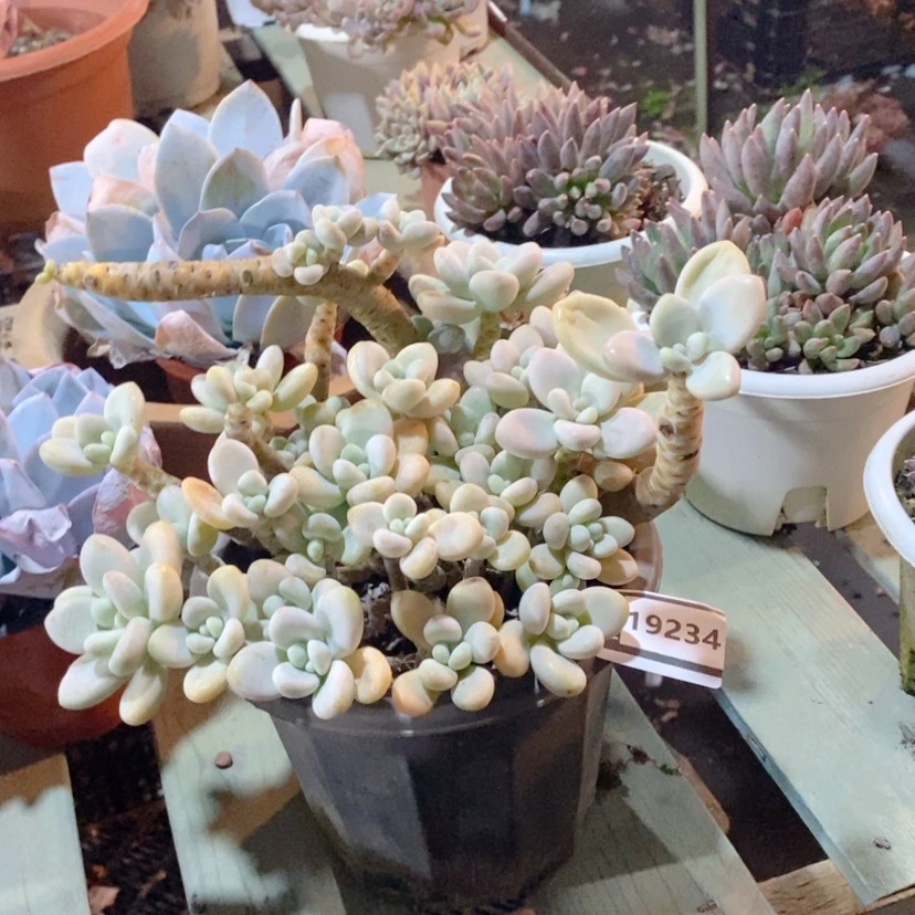 【闪购商品】像****在洛神处理19234