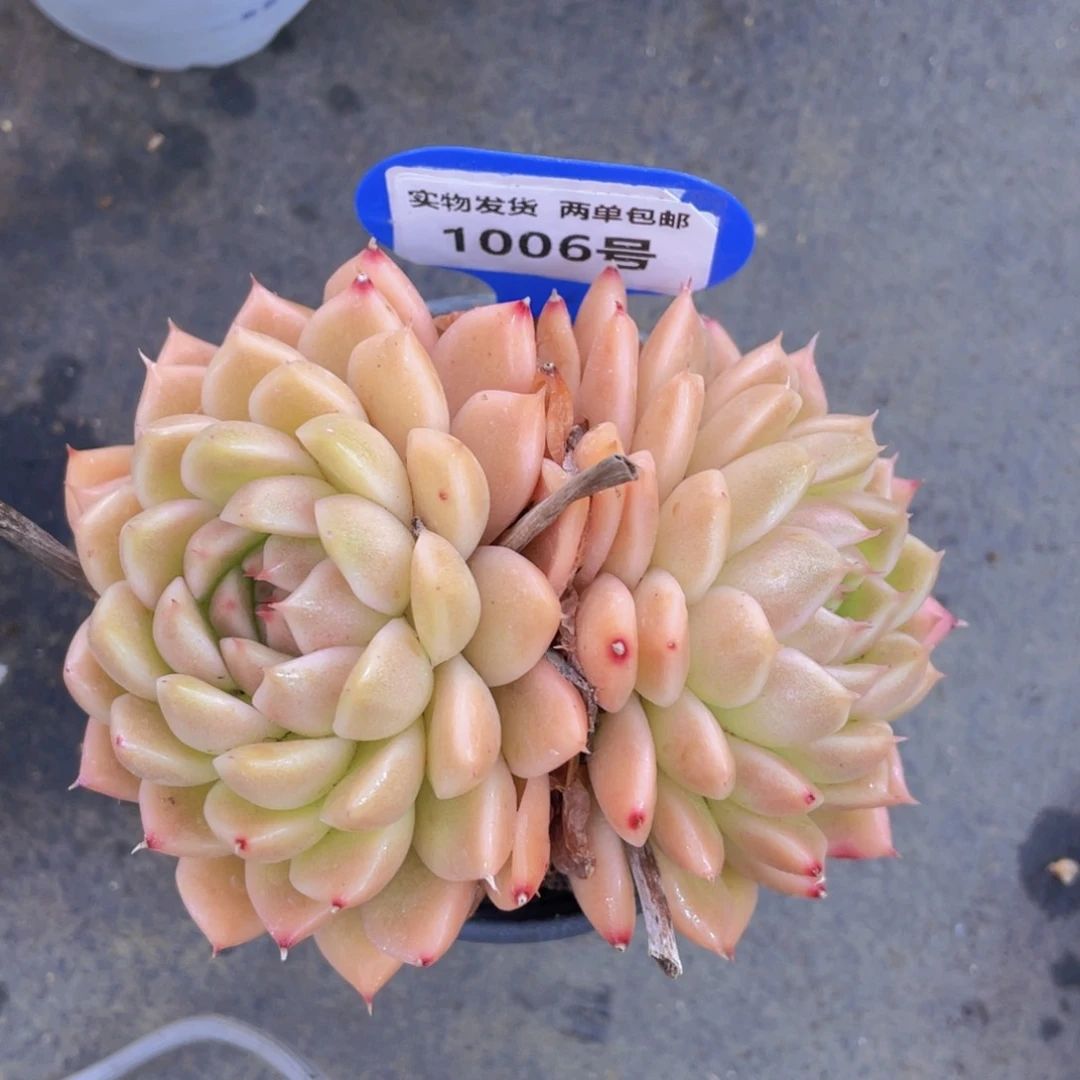 1006号黄金麦秆双头一个不包整