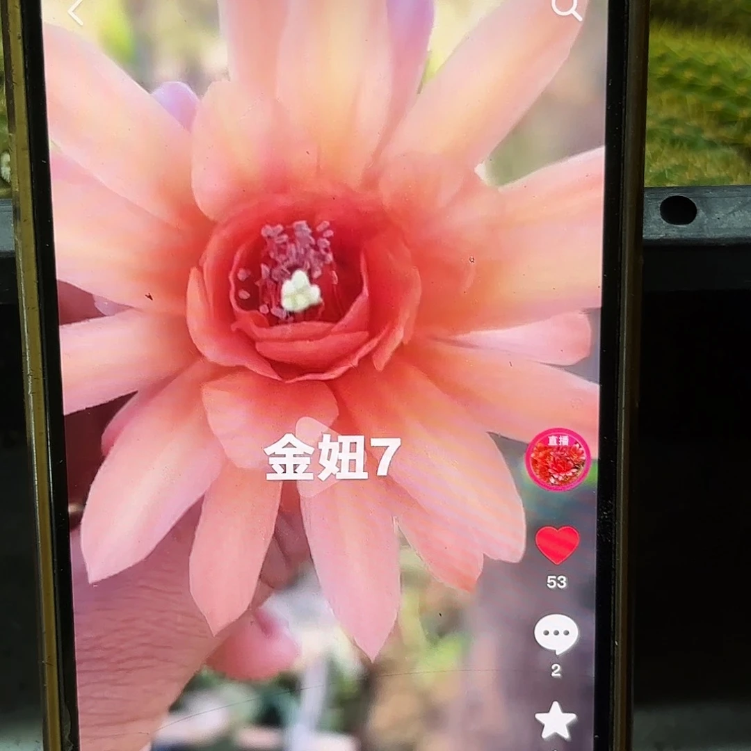 金妞7号2颗侧牙20包邮3