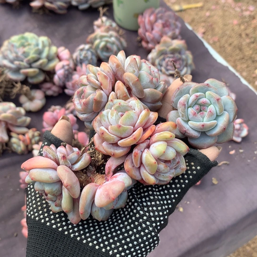 哈哈哈厉害哈哈哈哈