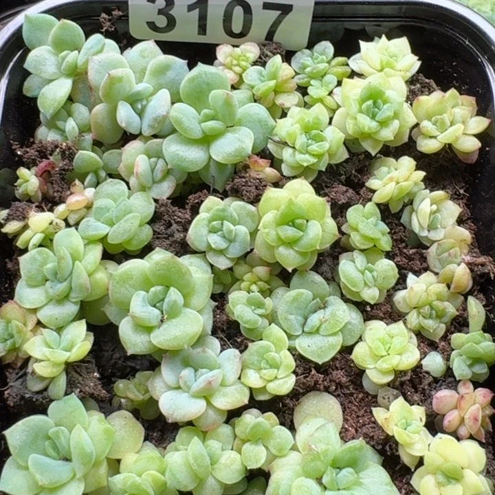 无花朵多肉植物多肉植物