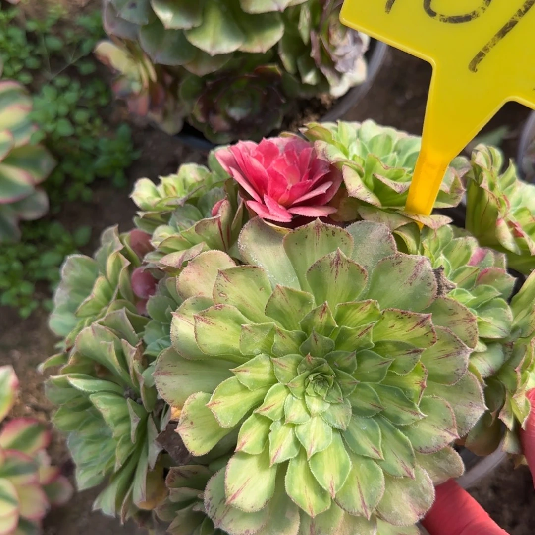 4077---知否。知否？知否