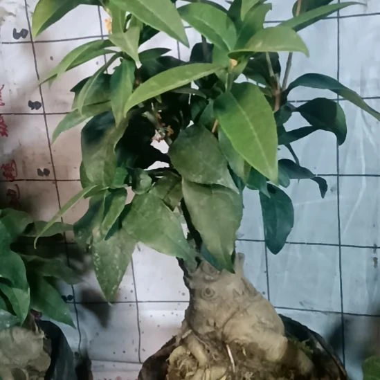 ʚ***姐完全开放四季丹桂