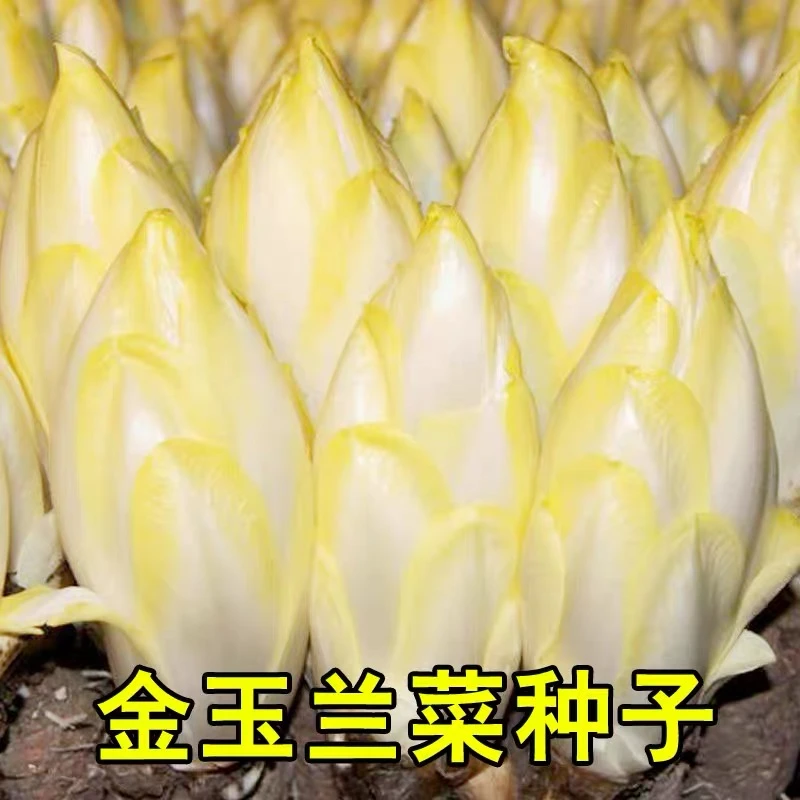 金玉兰菜种子四季型易种植叶菜籽软化菊苣籽庭院盆栽蔬菜种子