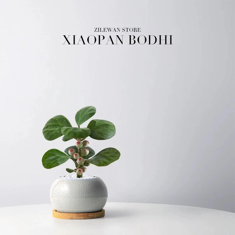【花伴水】小盼菩提绿植盆栽盆景菩提树中式禅意桌面摆件