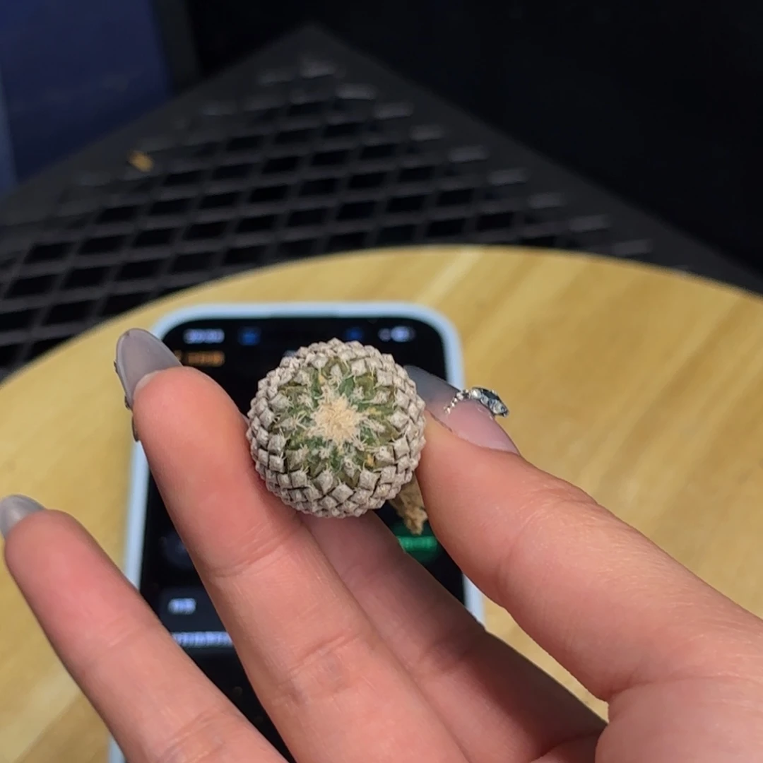 C****C仙人球脱土发。