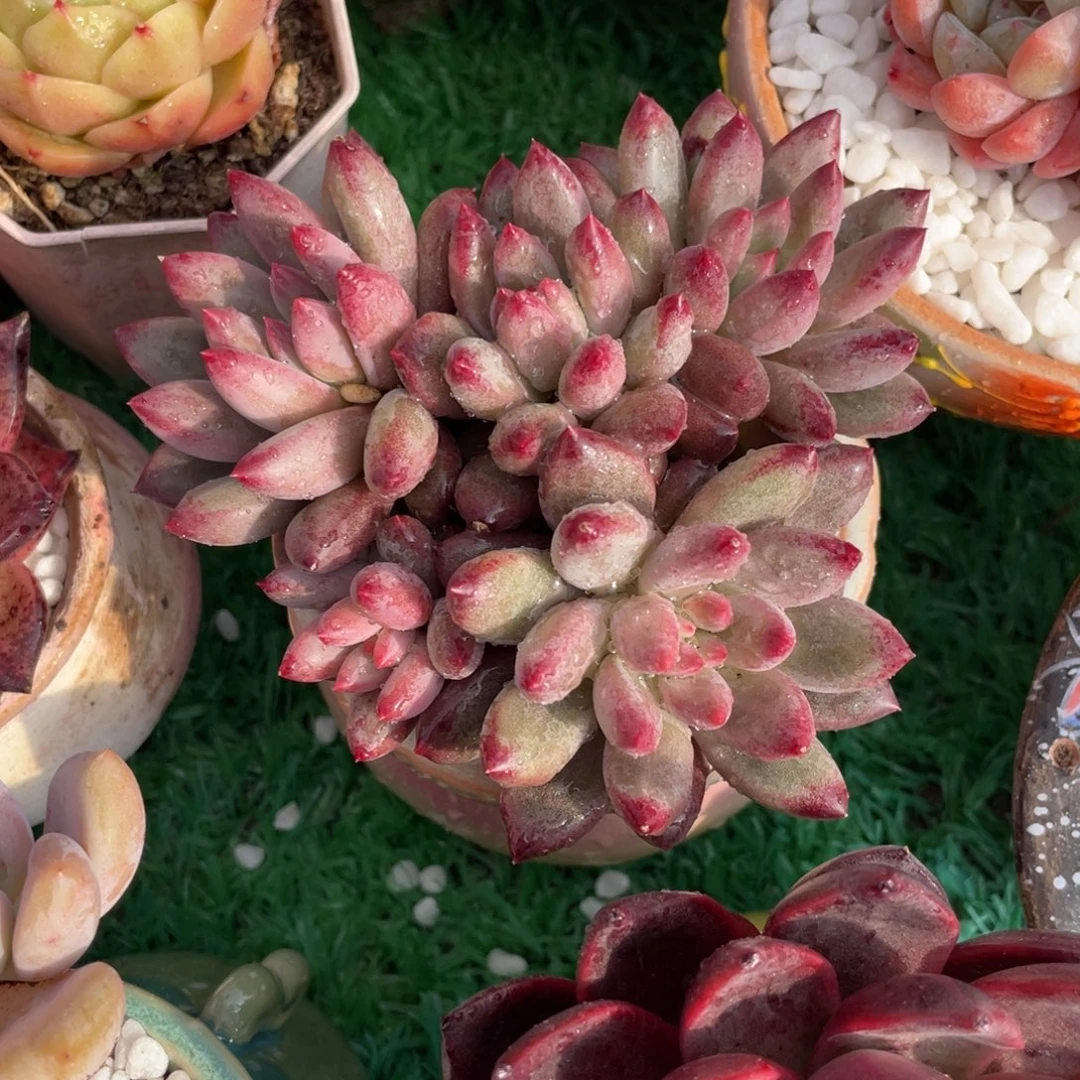 多肉植物盆栽多肉植物