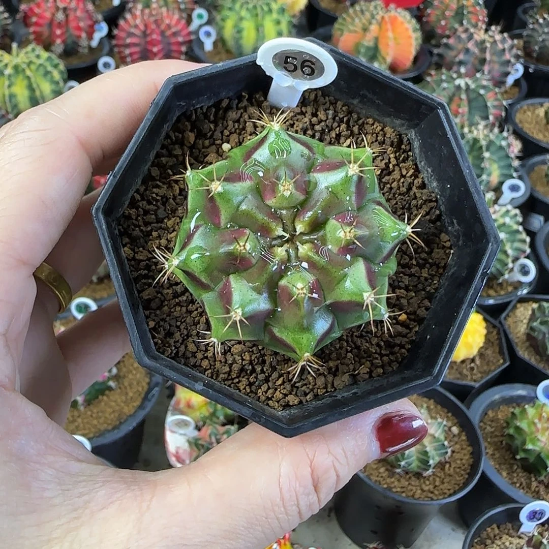 皮色球喜欢直接拍就行