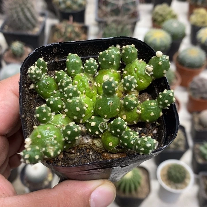 罗西安娜特价福利