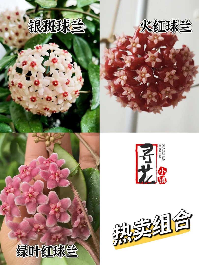 【球兰新手组合】银斑+绿叶红+火红大花球兰阳台垂吊爬藤懒人花