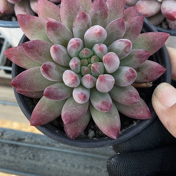 虞美人135689“mnnn