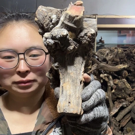 香榧木福**L火琉璃的毛料摆件