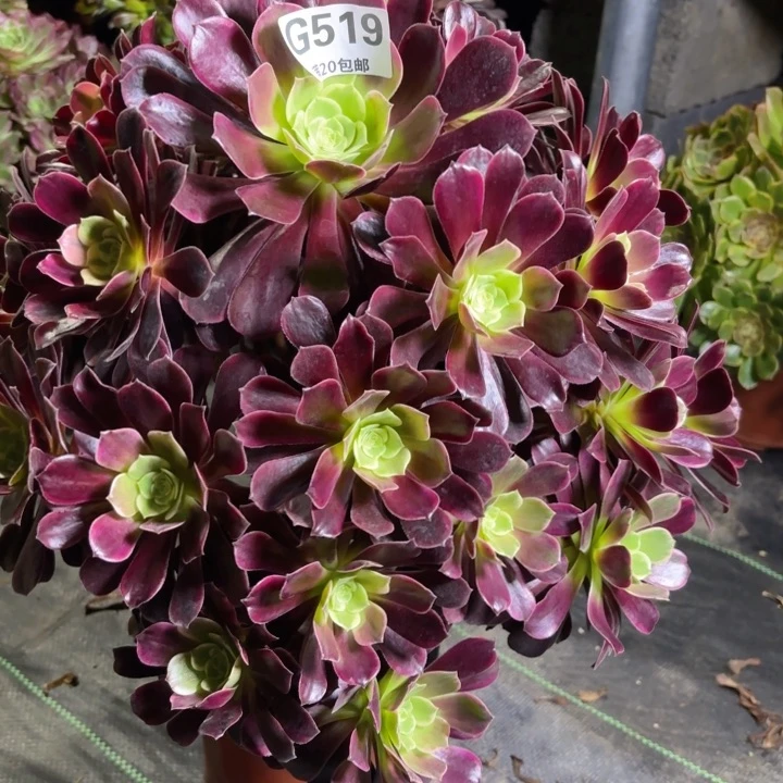 瑞妈多肉1.28.519