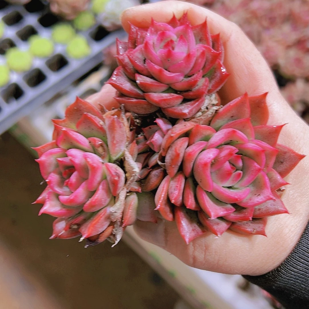 芙洛瑞安娜3个19包邮