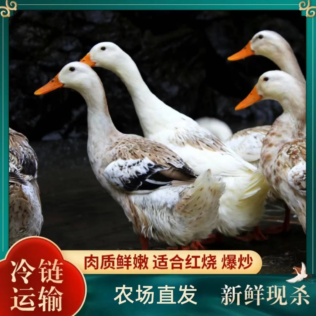 【大丽家】买一送一 农家放养土鸭 带内脏 到手2只净重6-7斤 非老鸭