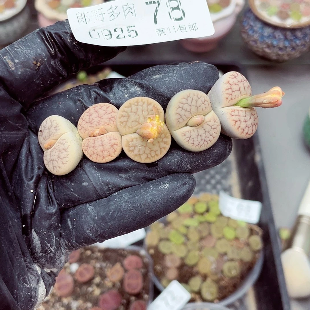 生石花满18包邮0925-78