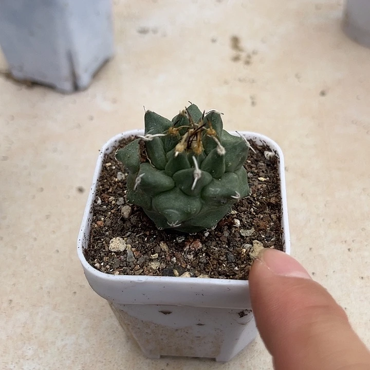 无花朵实生娇丽一物一拍下单包邮