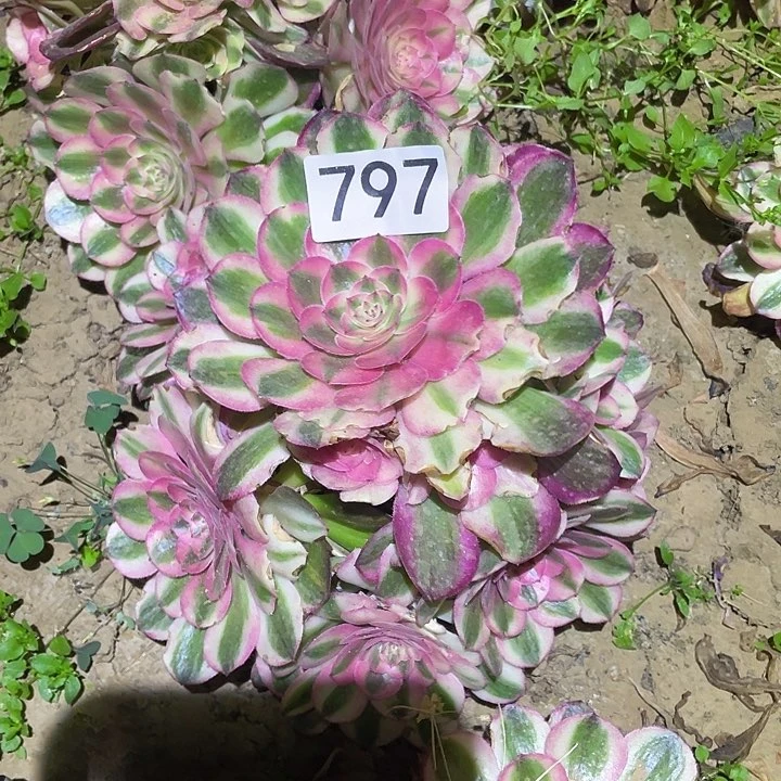 多肉植物法师797粉体荔枝
