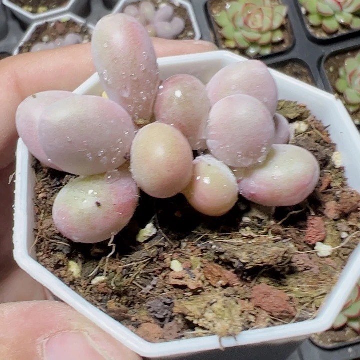 蛋黄奶精品多肉植物