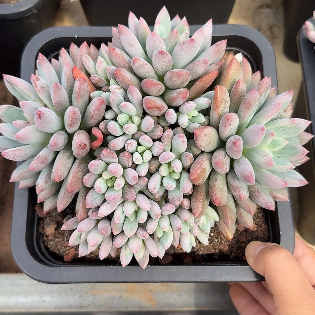 蓝精灵整无砍群生多肉
