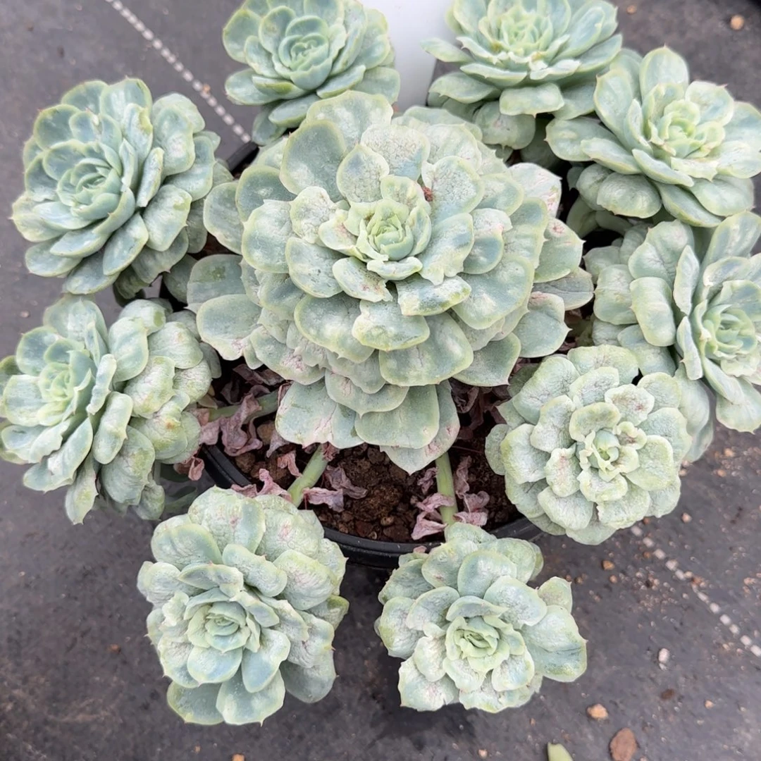一物一拍泡泡纱群72