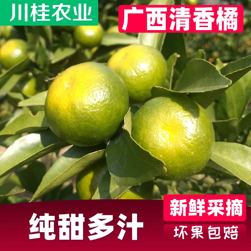 广西桂林清香蜜橘新鲜现摘纯甜茶橘薄皮巴西柑当季水果青皮蜜桔