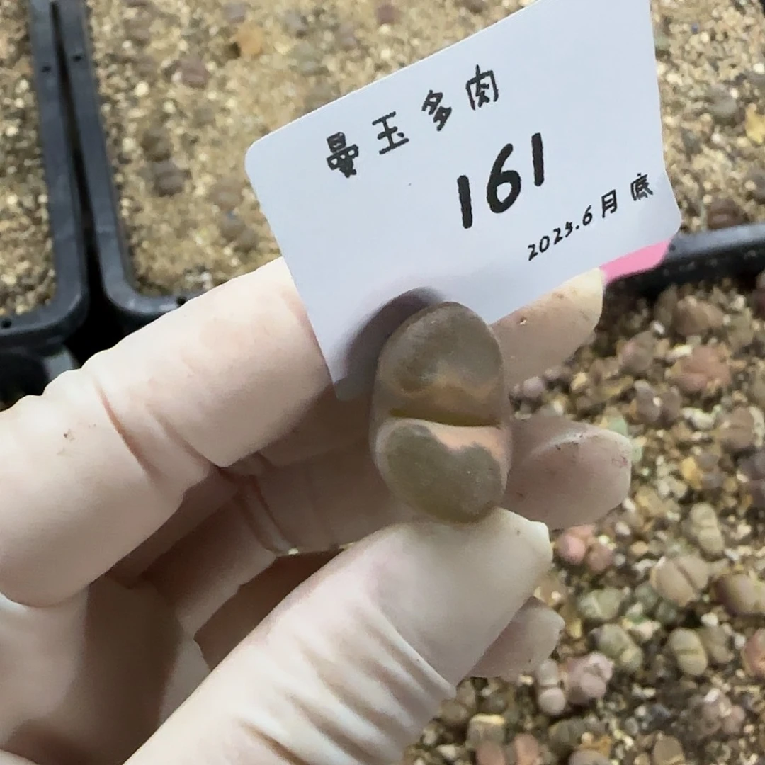 机***瓜多肉多肉多肉6.27-161