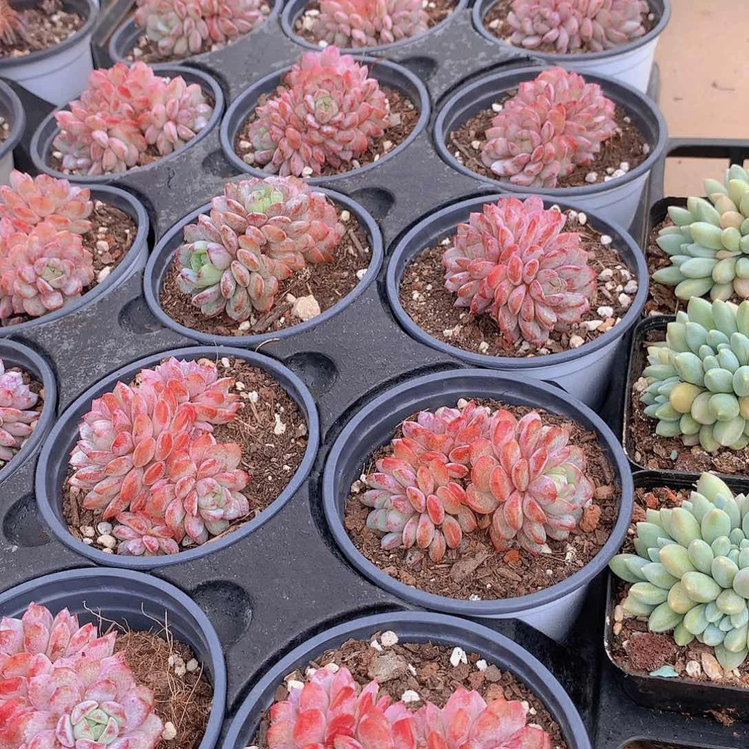 鲁冰花134567788990