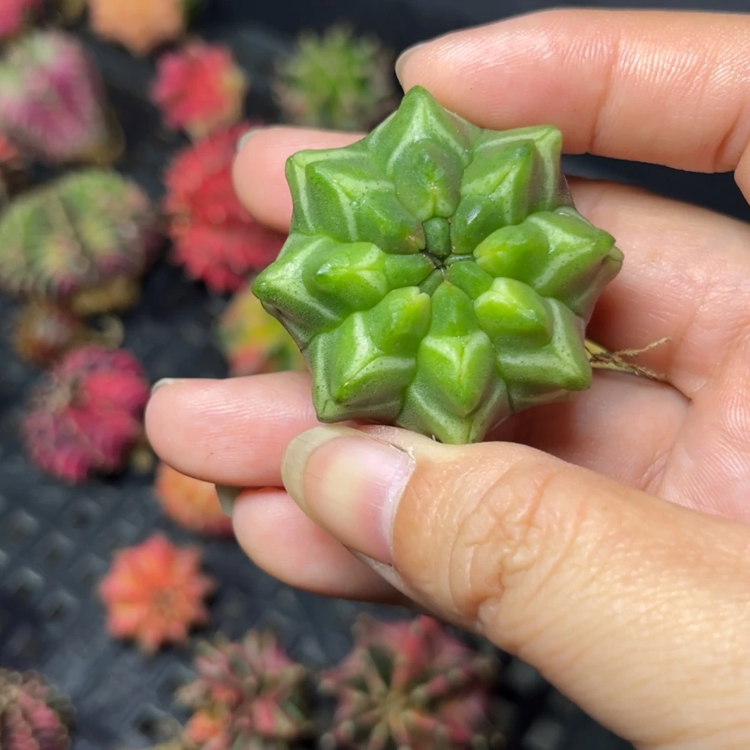 泰系实生绿梦想，裸根发货