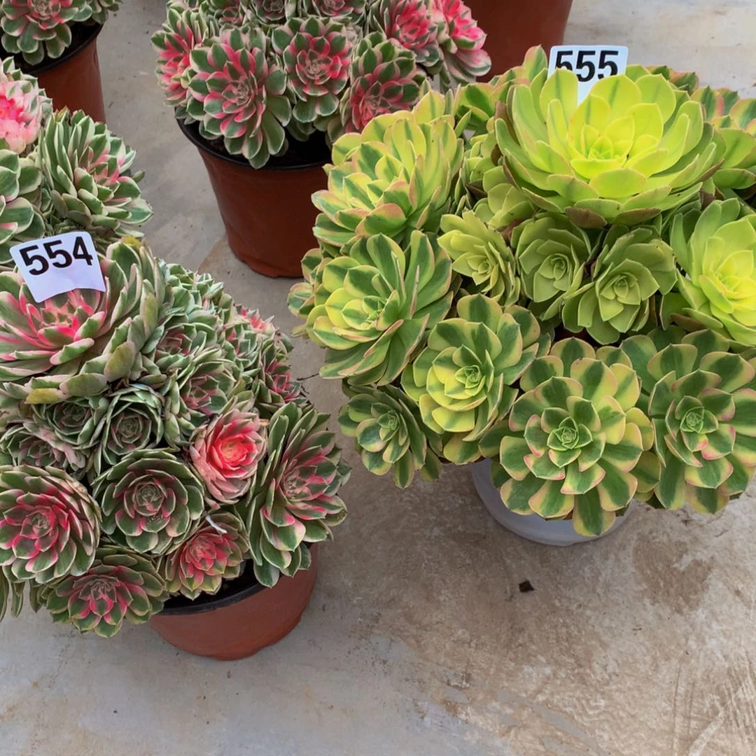 焦***豆法师多肉植物555。554