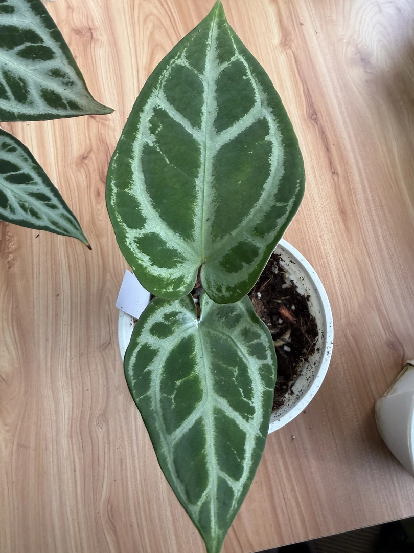 【进口SKG 银】天南星科 热带植物