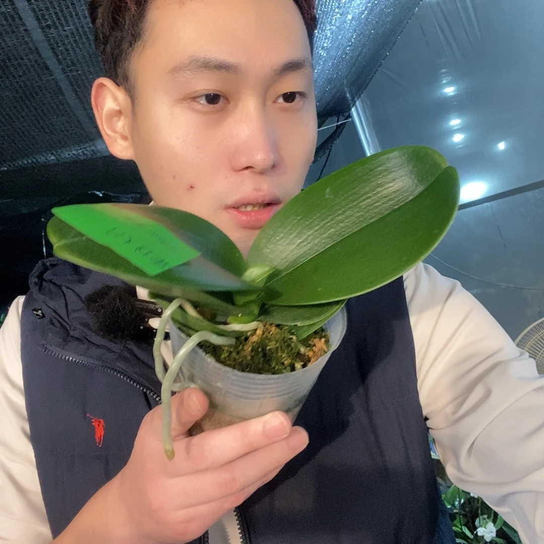 无花朵台大红宝石