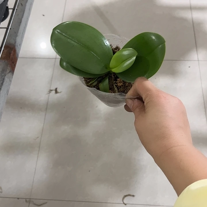 当前无花栽培后可以开花香奈儿3.0苗