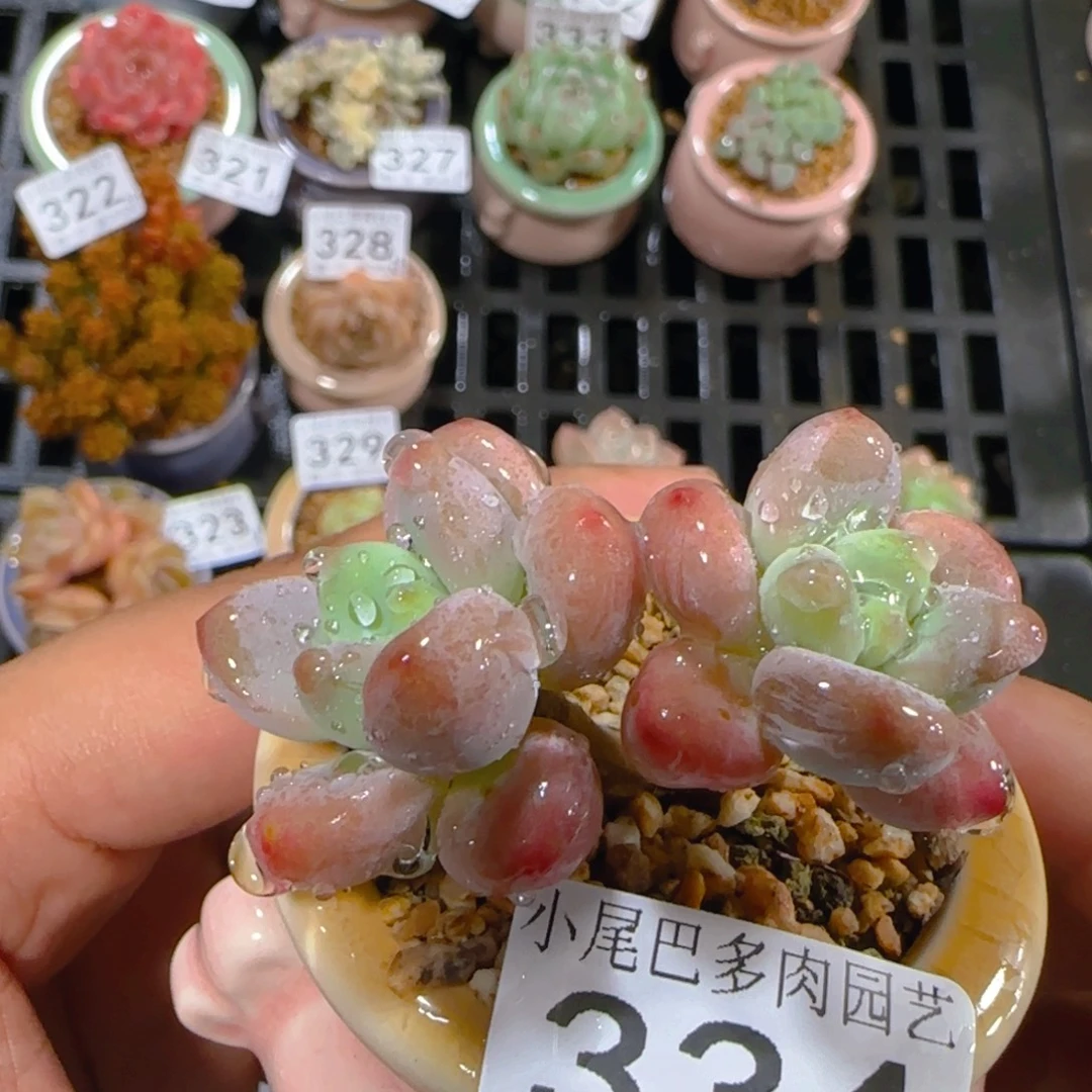 AB小尾巴5CM迷你拇指盆栽精控多肉334