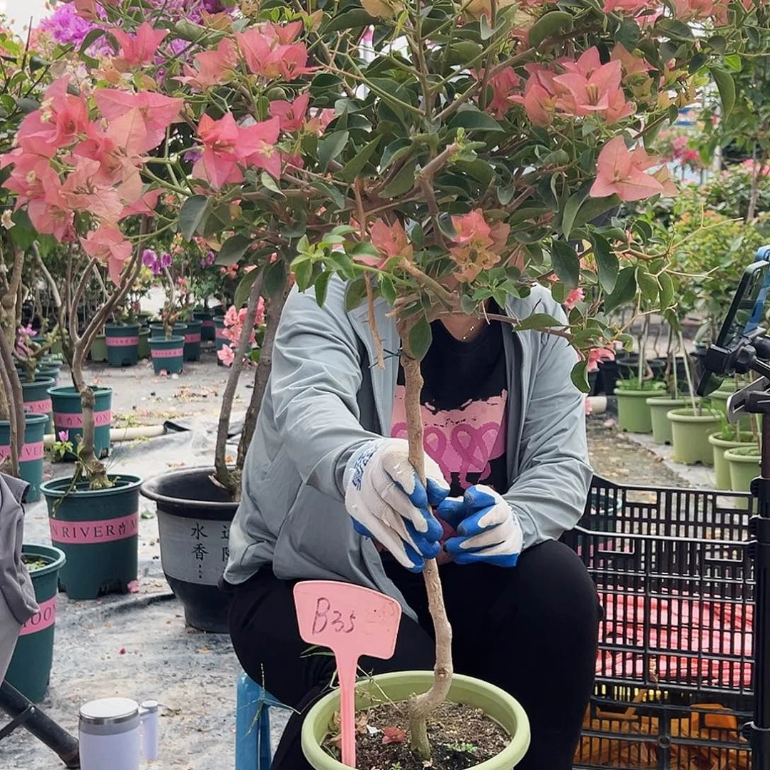 通***豪大部分花苞少量开放B35卡亚塔