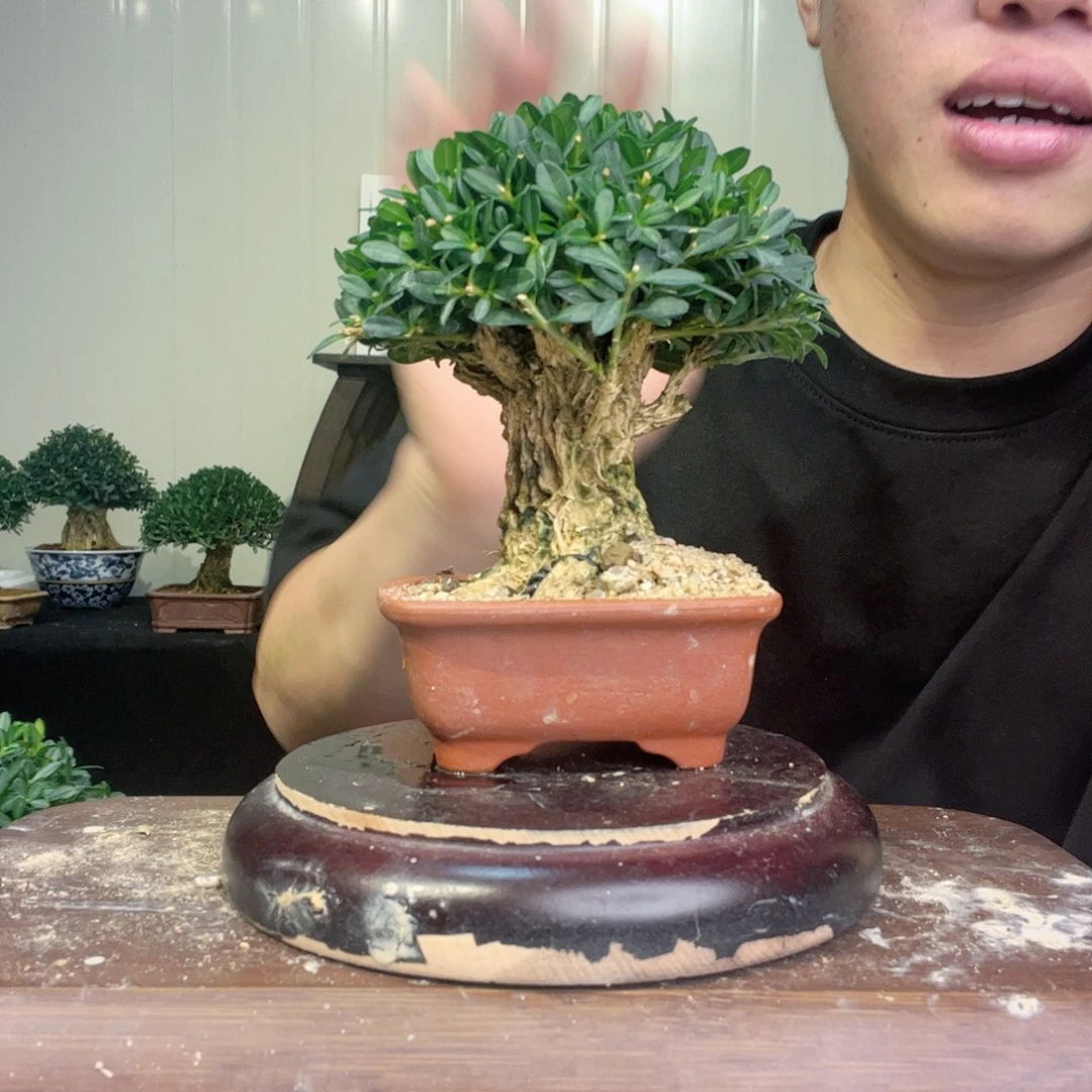 手工艺品琉璃1111111黄杨盆景111111
