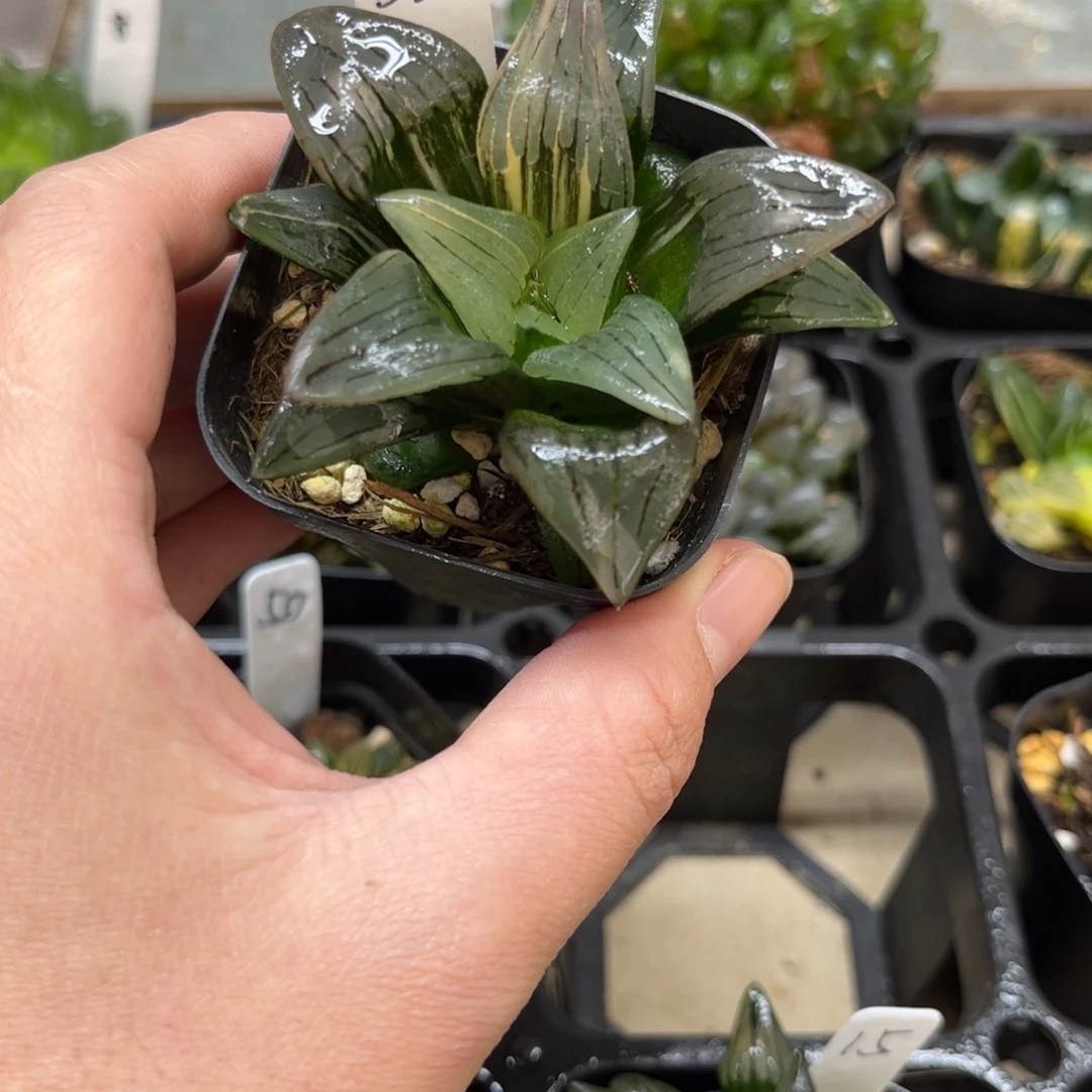 32红纹寿锦一物一拍