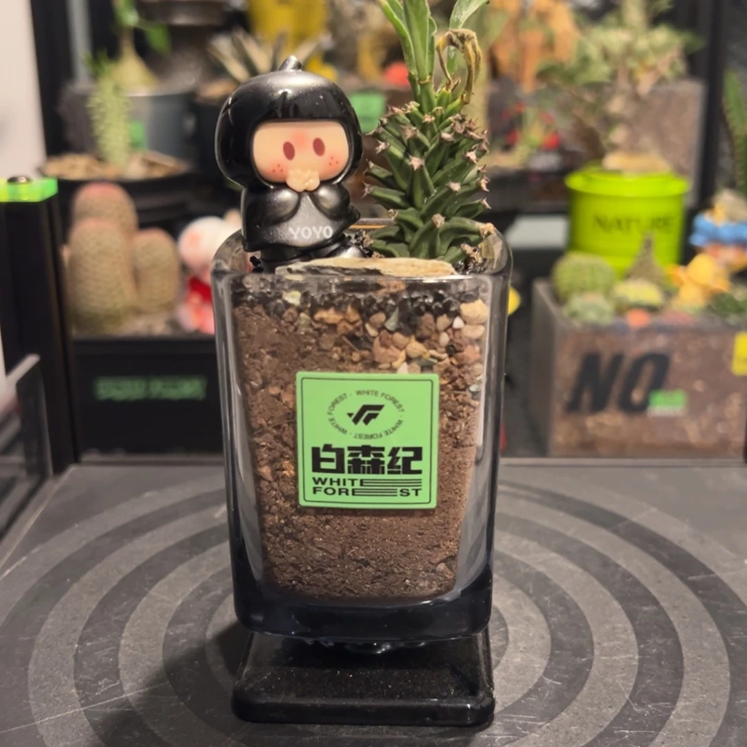 潮流植物微景观一物一拍