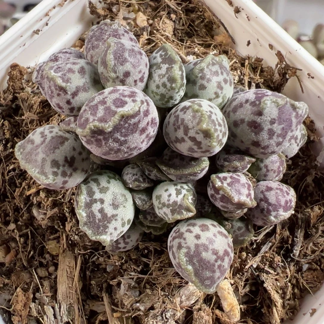 紫斑达摩海豹多肉植物水泡
