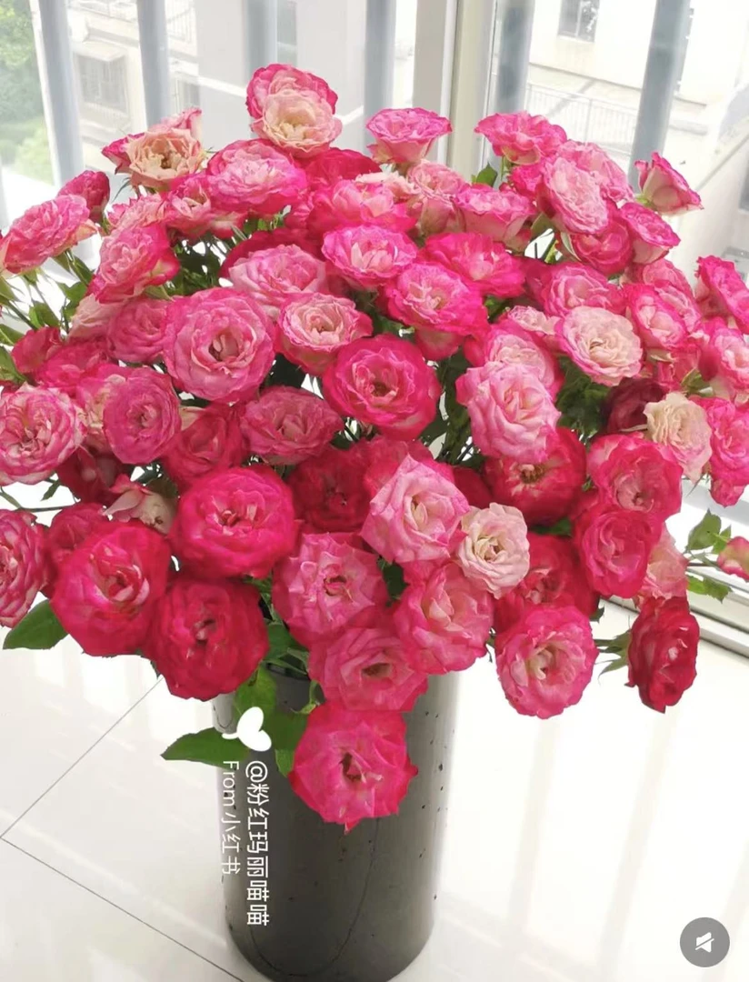 【狮子座 10支】1单中通 同地址2单以上顺丰或德邦空运 云南鲜花