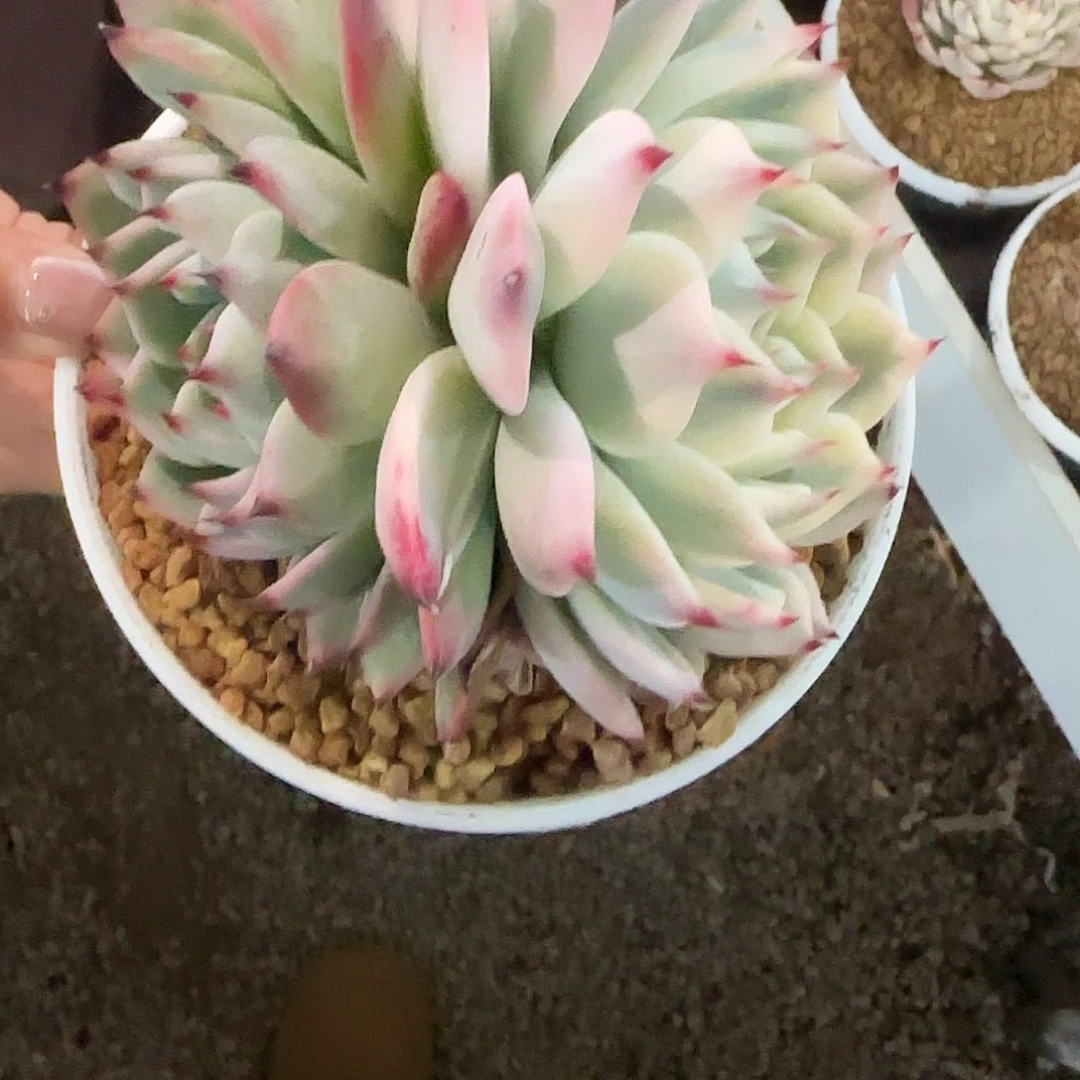 ?*宝吉娃娃锦双头多肉植物