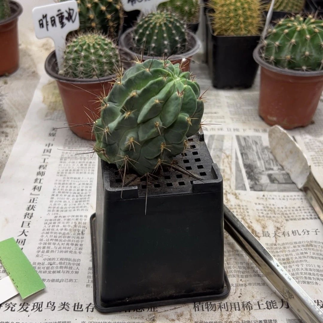红花黑喉20元无根侧芽