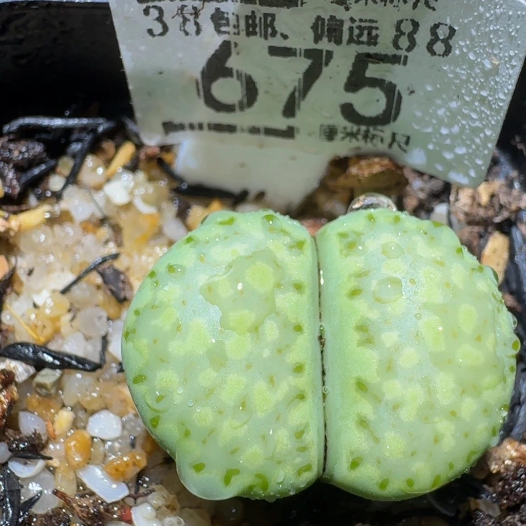 Zzzz精品生石花675