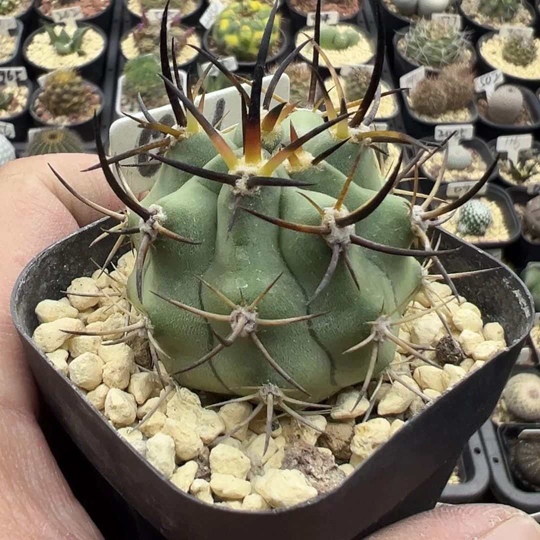 011黑曜玉实生仙人球