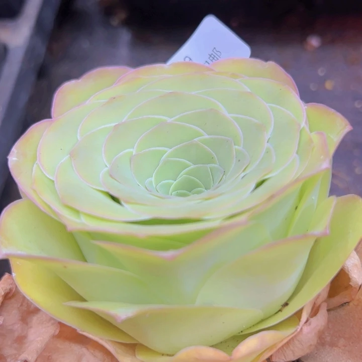 819 裸根不带土发货不包损